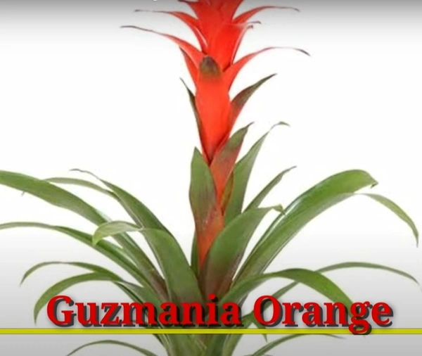 Bromeliad Guzmania Orange