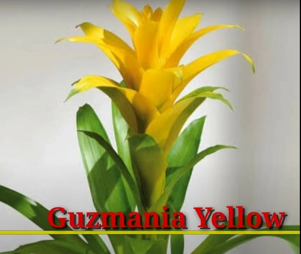 Bromeliad Guzmania Yellow