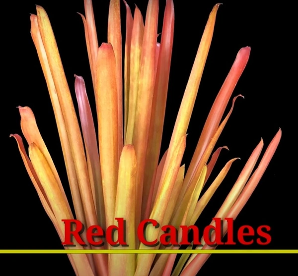 Bromeliad Red Candles