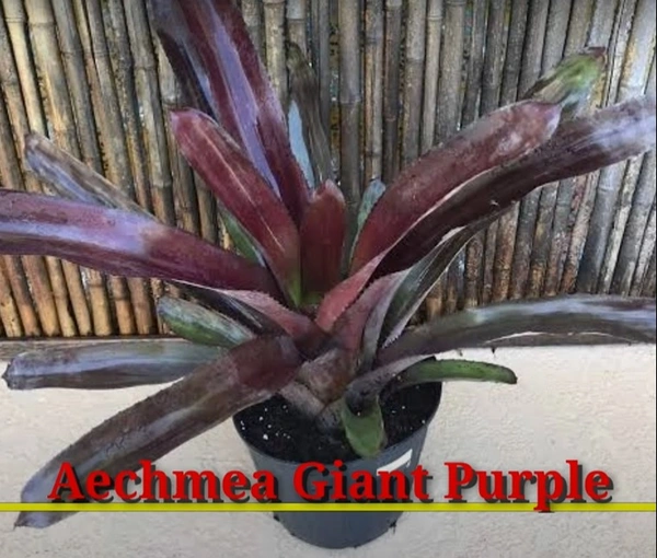 Bromeliad Aechmea Glant Purple