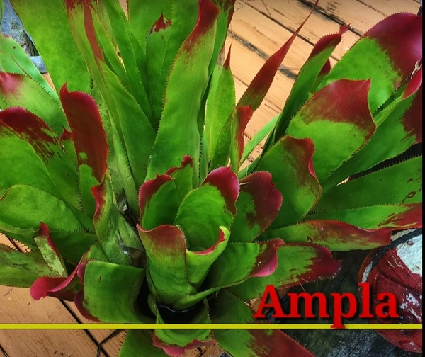 Bromeliad Ampla