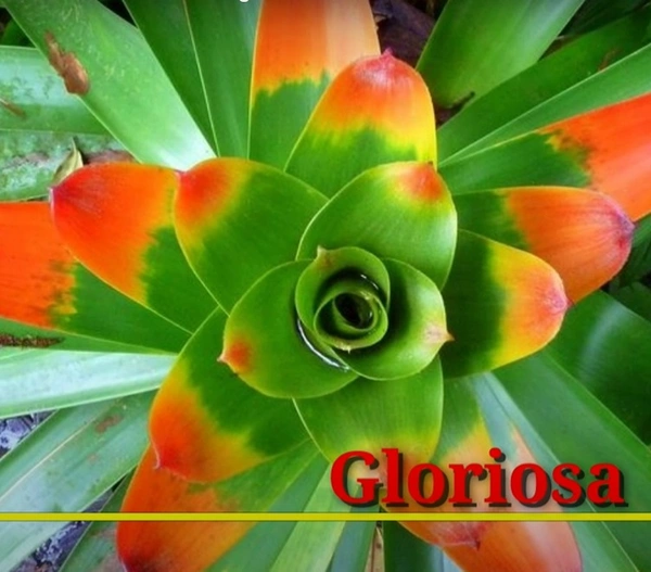 Bromeliad Gloriosa