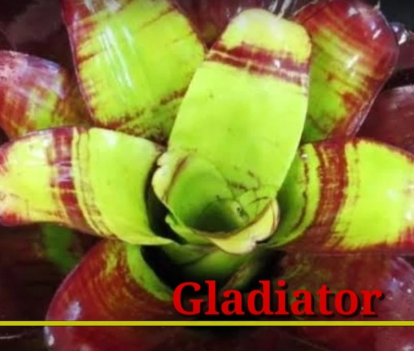 Bromeliad Gladiator