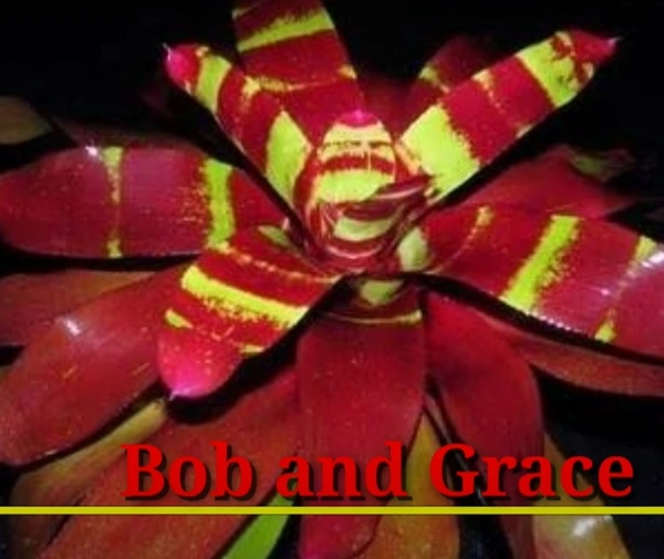 Bromeliad Bob & Grace