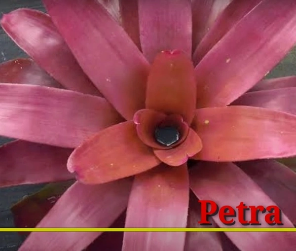 Bromeliad Petra