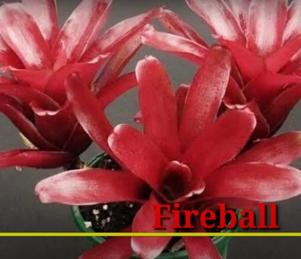 Bromeliad Fireball