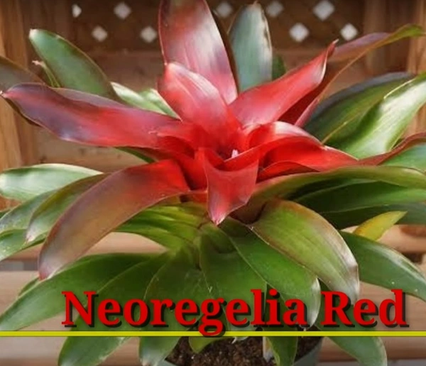 Bromeliad Neoregelia Red