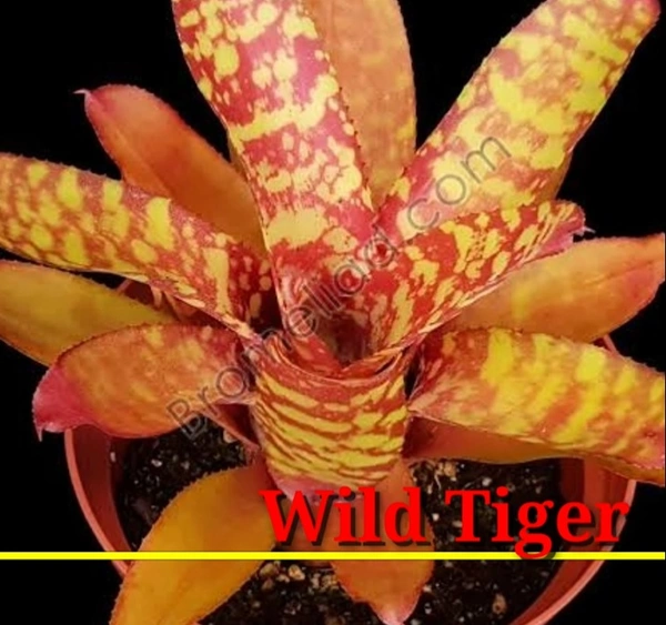 Bromeliad Wild Tiger