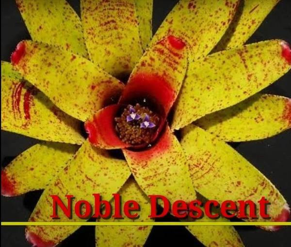 Bromeliad Noble Descent