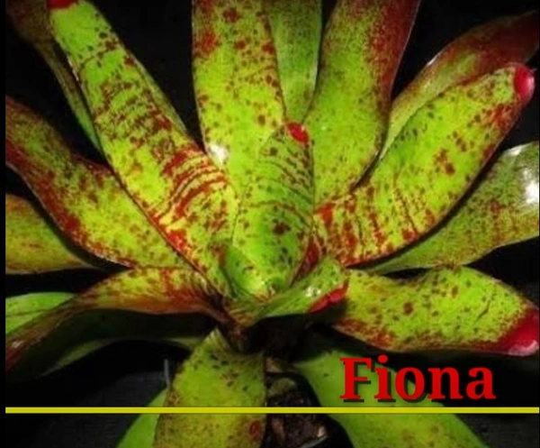 Bromeliad Fiona