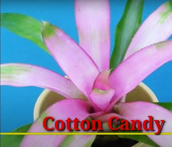 Bromeliad Cotton Candy