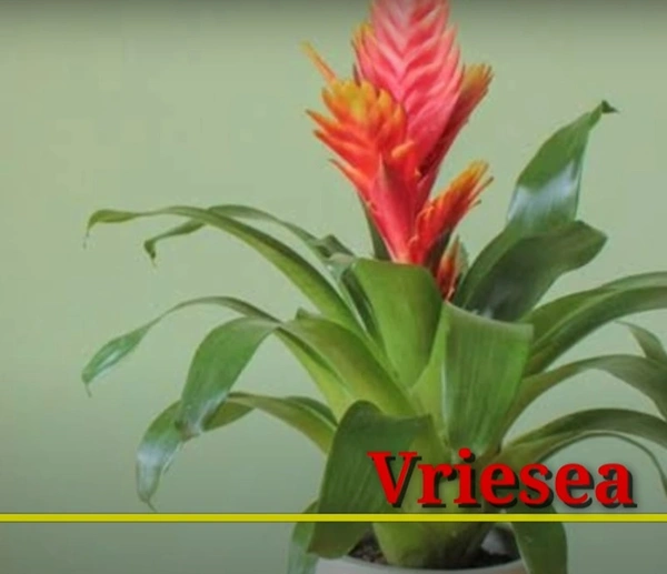 Bromeliad Vriesea