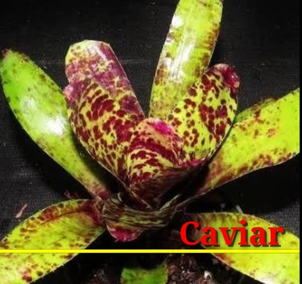 Bromeliad Caviar