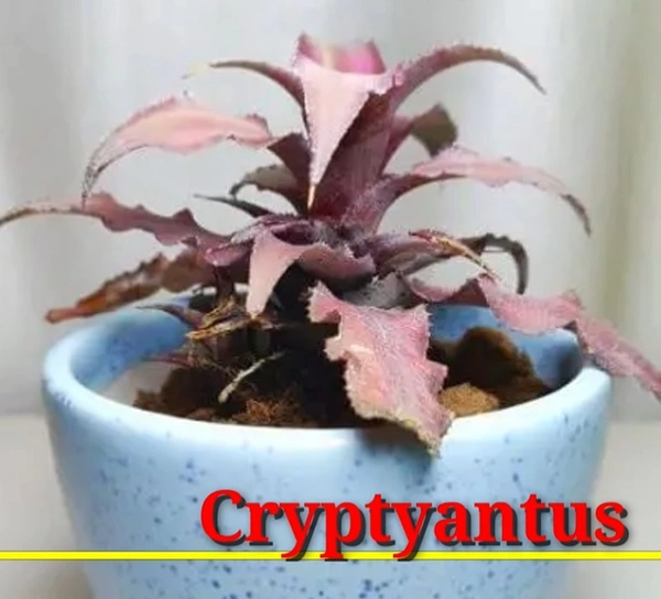 Bromeliad Cryptyantus