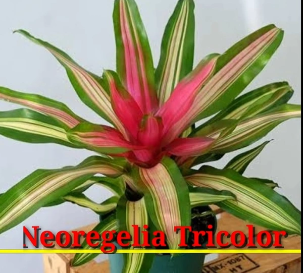 Bromeliad Neoregelia Tricolor