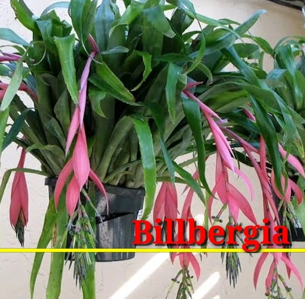 Bromeliad Billbergia