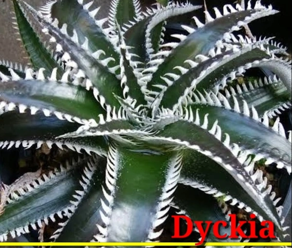 Bromeliad Dyckia
