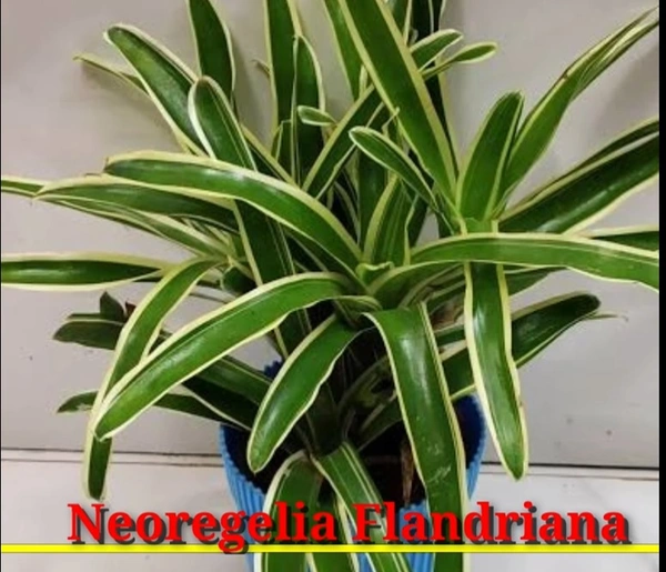 Bromeliad Neoregelia Flandriana