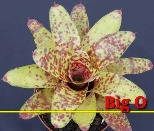 Bromeliad Big O