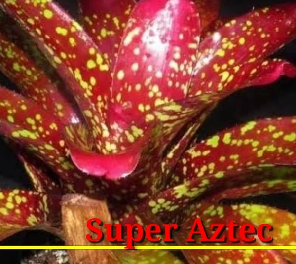 Bromeliad Super Aztec