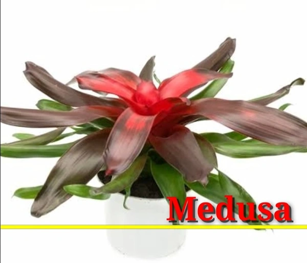 Bromeliad Medusa