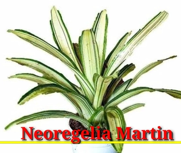 Bromeliad Neoregelia Martin