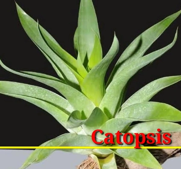 Bromeliad Catopsis