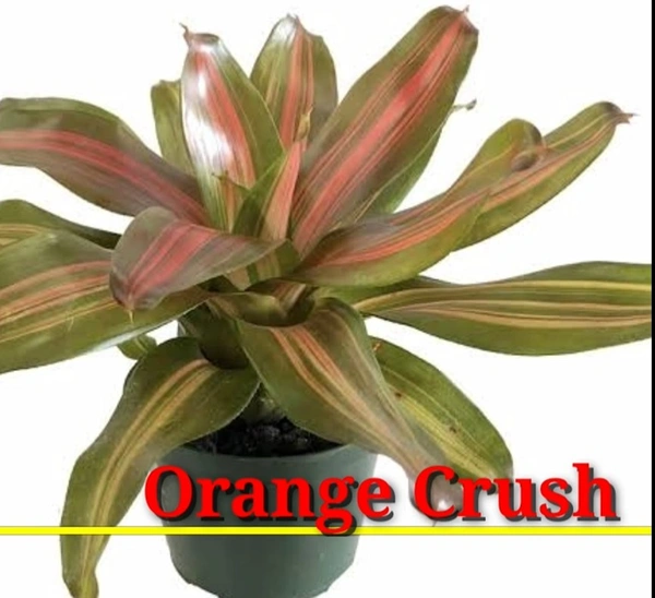 Bromeliad Orange Crush