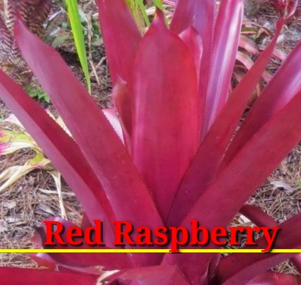 Bromeliad Red Raspberry