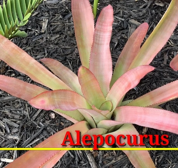 Bromeliad Alepocurus