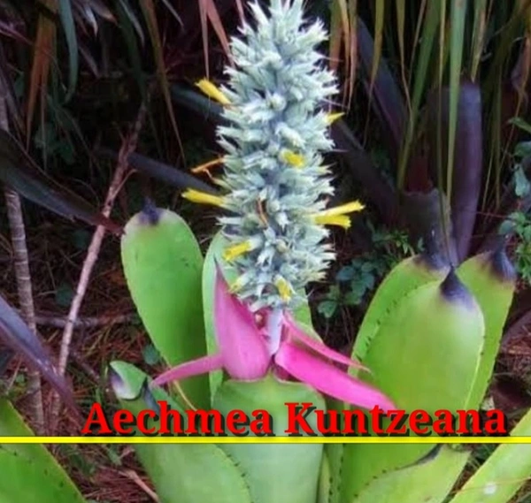 Bromeliad Aechmea Kuntzeana