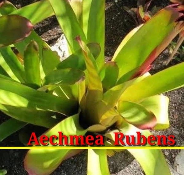 Bromeliad Aechmea Rubens