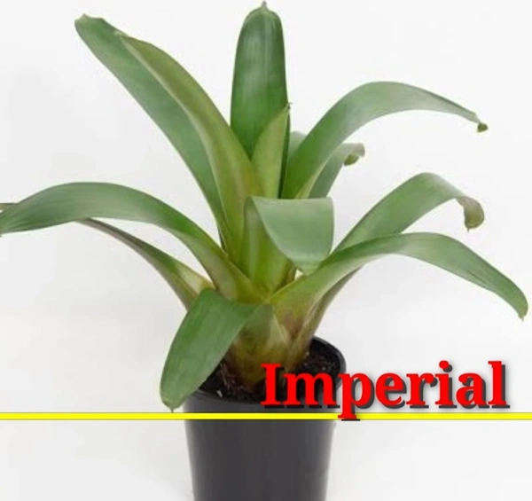 Bromeliad Imperial