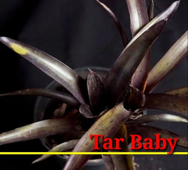 Bromeliad Tar Baby