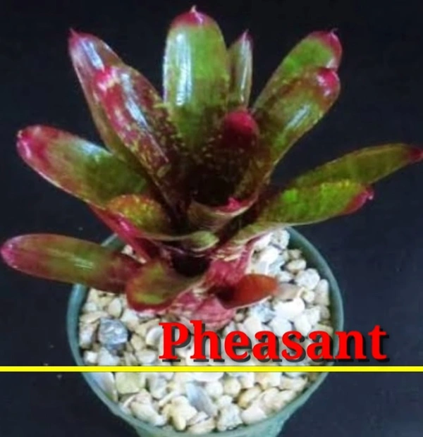 Bromeliad Pheasant