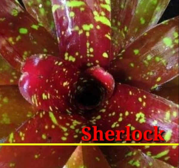 Bromeliad Sherlock