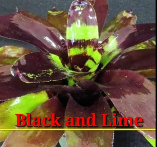 Bromeliad Black&line