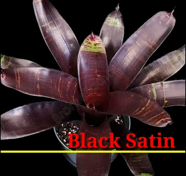 Bromeliad Black Satin