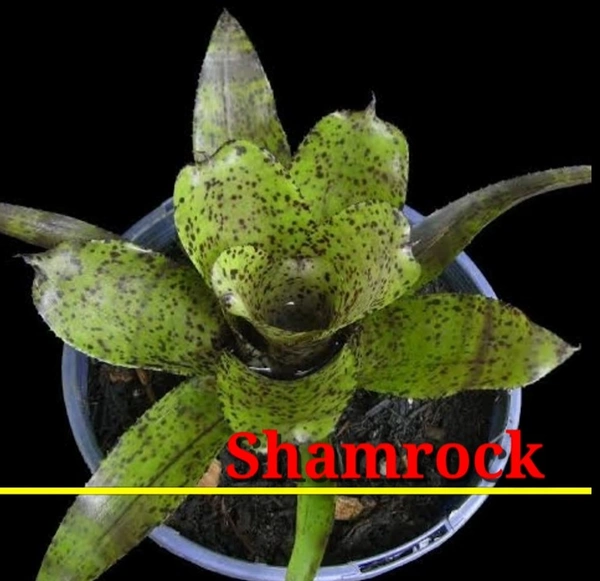 Bromeliad Shamrock