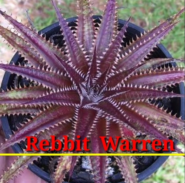 Bromeliad Rebbit Warren