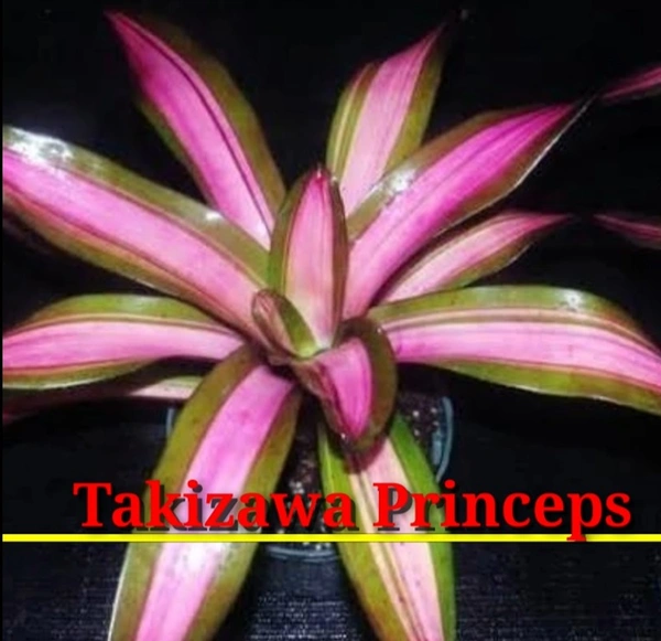 Bromeliad Takizawa Princeps