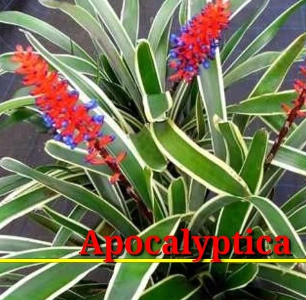 Bromeliad Apocalyptica
