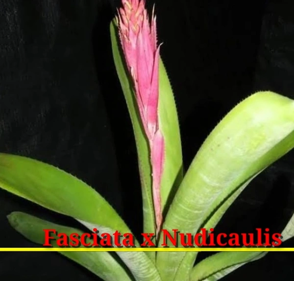 Bromeliad Fasciata Nudiculis