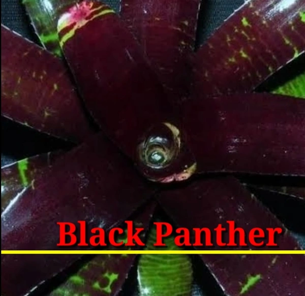 Bromeliad Black Panther
