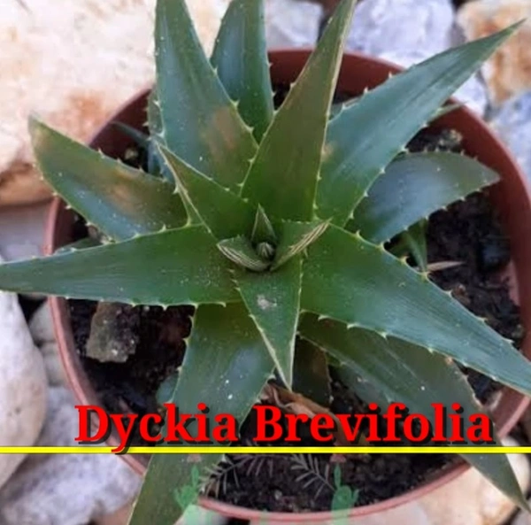 Bromeliad Dyckia Brevifolin