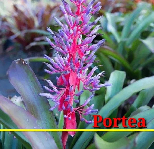 Bromeliad Portea