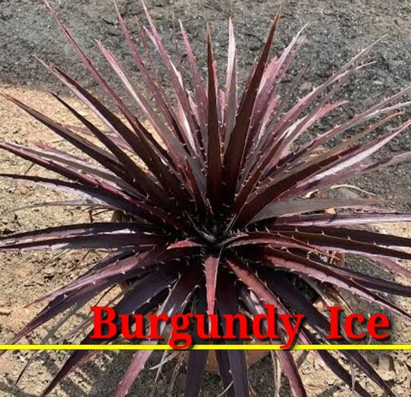 Bromeliad Burgundy Ice