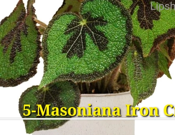 Begonia Masoniana Iron Cross