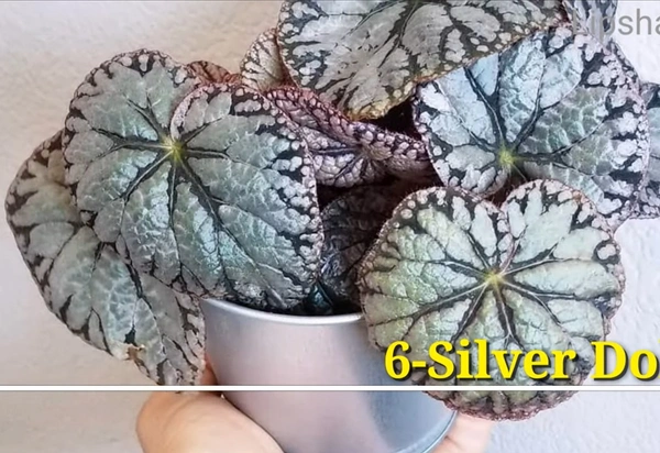 Begonia Silver Dollar