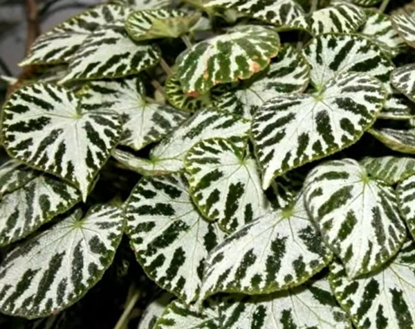 Begonia Imperialis
